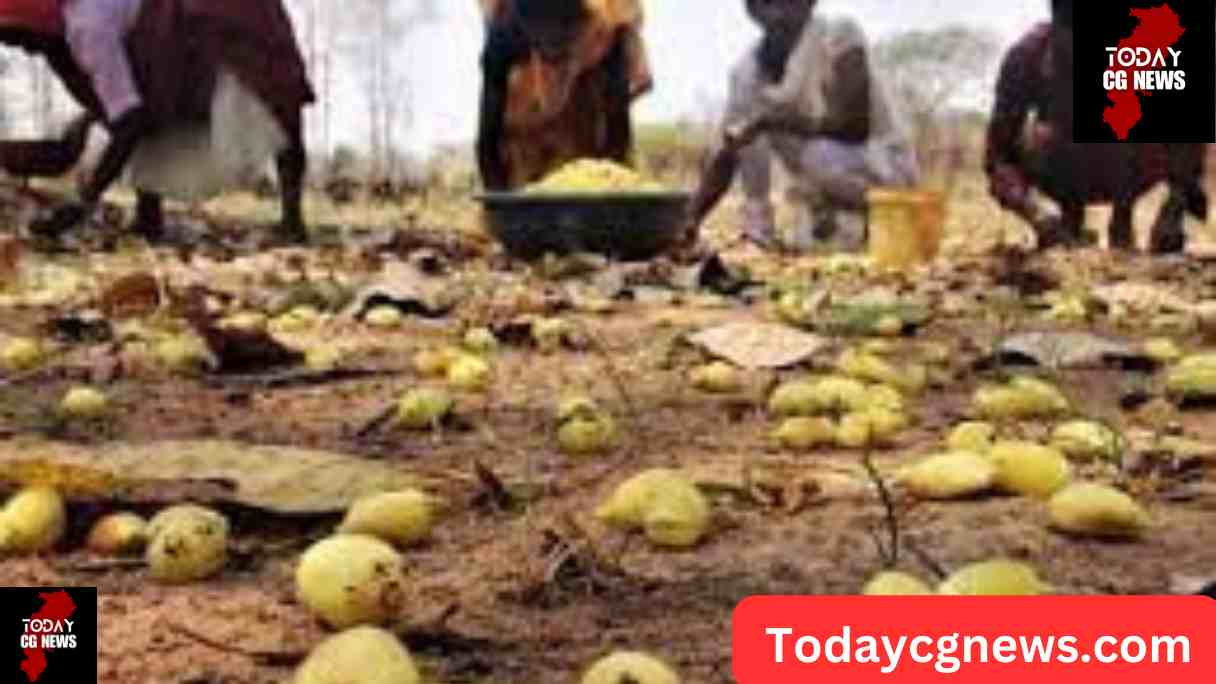 state fruit of chhattisgarh - cg rajkiy phal kya h