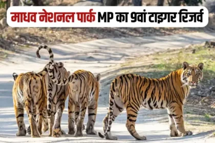 madhav tiger reserve 750x466 1.webp