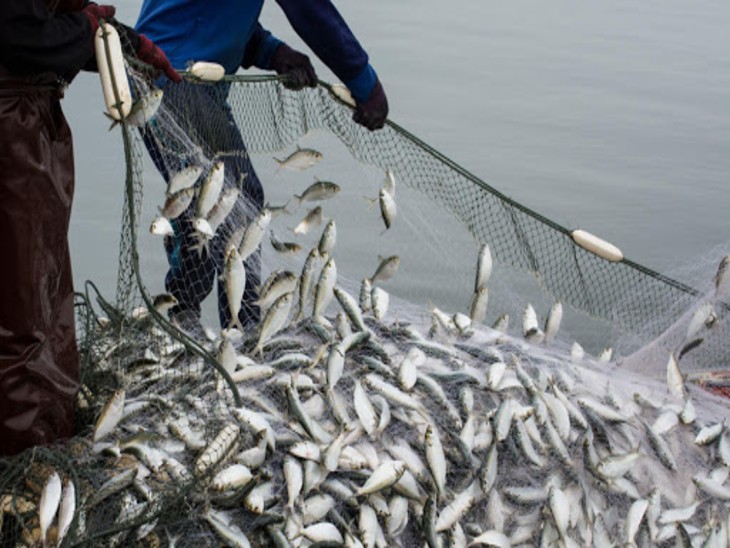 fish